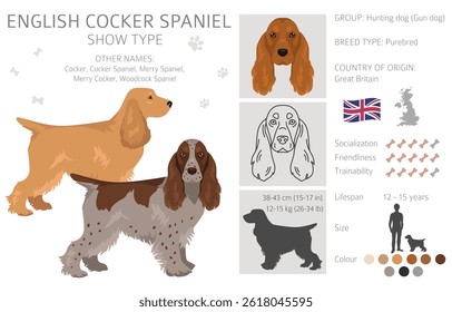English cocker spaniel show type clipart and seamless pattern. Different poses, coat colors set.  Vector illustration