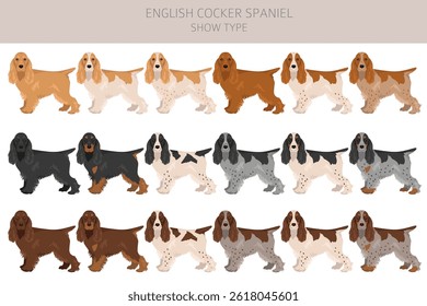 English cocker spaniel show type clipart and seamless pattern. Different poses, coat colors set.  Vector illustration