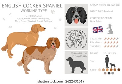 Cocker spaniel inglés tipo de trabajo, Clipart criado en el campo y patrón sin fisuras. Diferentes poses, conjunto de colores de pelaje.  Ilustración vectorial