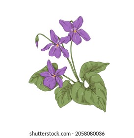 English common wood violet, garden blossomed flower. Botanical drawing of wild floral plant. Realistic Viola odorata in retro style. Hand-drawn vector illustration isolated on white background