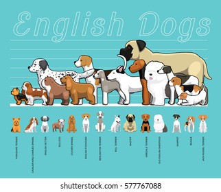 English Dogs Size Comparison Set Cartoon Vector Illustration