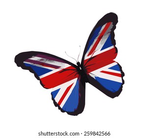 English flag butterfly flying, isolated on white background