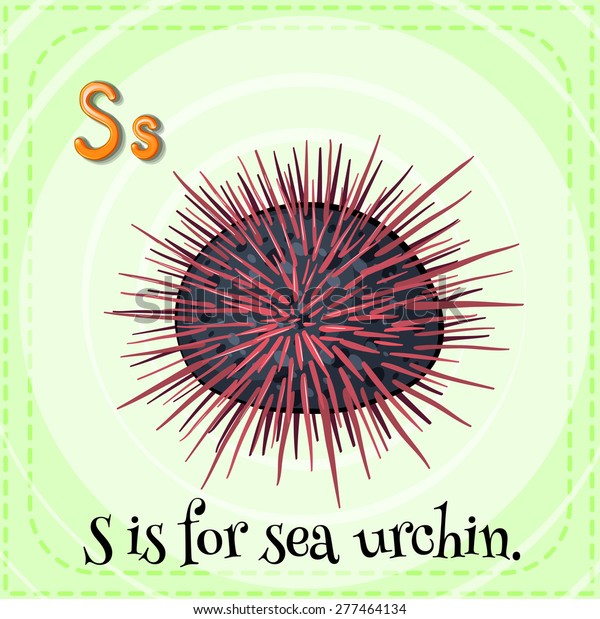 English Flashcard Letter Sea Urchin Stock Vector (Royalty Free ...