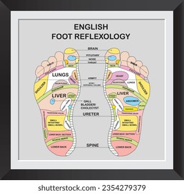 ENGLISH FOOT REFLEXOLOGY ACCURATE DESCRIPTION OF THE INTERNAL ORGANS AND PARTS VECTOR ILLUSTRATION PHOTO FRAME DESIGN