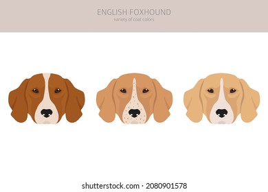 English foxhound clipart. Different poses, coat colors set.  Vector illustration