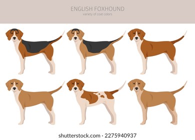 English  foxhound clipart. Different poses, coat colors set.  Vector illustration
