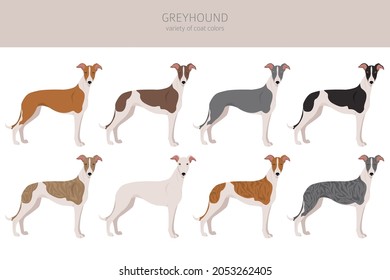 English greyhound clipart. Different poses, coat colors set.  Vector illustration