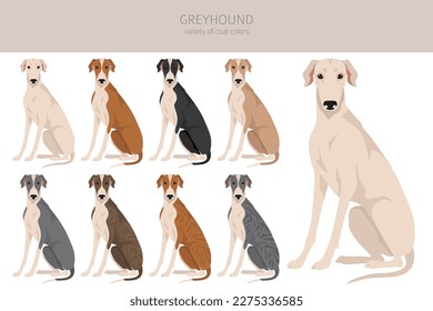 English greyhound clipart. Different poses, coat colors set.  Vector illustration