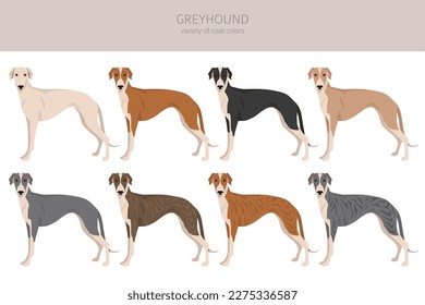 English greyhound clipart. Different poses, coat colors set.  Vector illustration