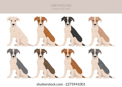 English greyhound clipart. Different poses, coat colors set.  Vector illustration