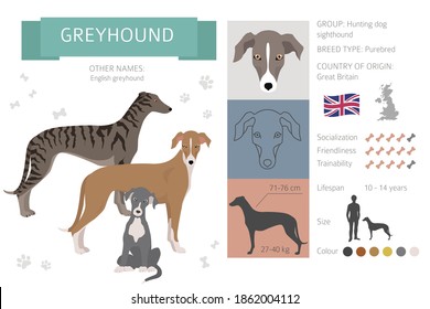 English greyhound dogs in different poses. Greyhounds characters set.  Vector illustration