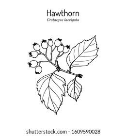 English hawthorn (Crataegus laevigata), or mayflower, medicinal plant. Hand drawn botanical vector illustration