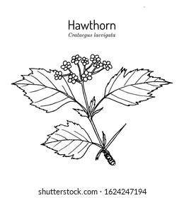 English hawthorn (Crataegus laevigata), or mayflower, medicinal plant. Hand drawn botanical vector illustration