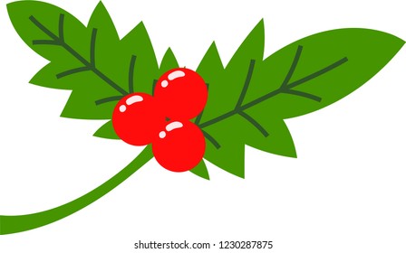 English holly Leaves and fruits