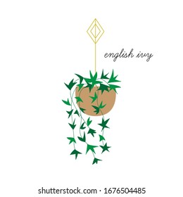 English Ivy Vector Illustration Graphic. Hand Drawn Cute Indoor Plant In Pot. Isolated.