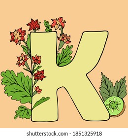 English letter of alphabet for education for children and kids. Letter K with flower of kalanchoe and kiwi fruit. Visual card with ABC character for learning 