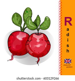 English letter R. The Illustration of Two red radishes.