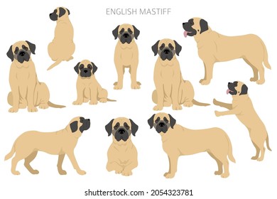 English mastiff clipart. Different poses, coat colors set.  Vector illustration