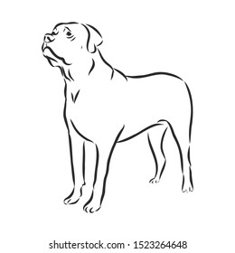 English mastiff dog sketch, contour vector illustration 