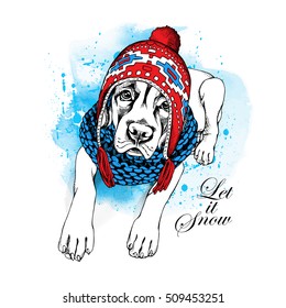 English Mastiff puppy in a red knitted hat with ears and in a blue scarf. Vector illustration.