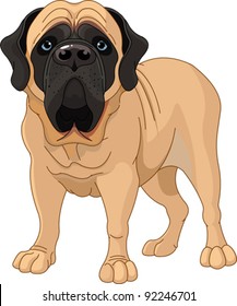 English Mastiff, standing in front of white background
