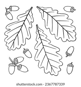 English oak leaves and acorns