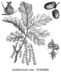 English Oak (Quercus pedunculata) / vintage illustration from Meyers Konversations-Lexikon 1897