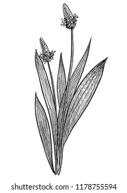 English plantain, narrowleaf, ribwort, ribleaf, buckhorn lamb's tongue illustration, drawing, engraving, ink, line art, vector