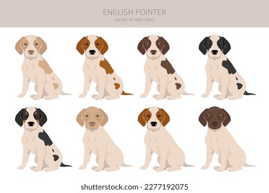 English pointer clipart. Different poses, coat colors set.  Vector illustration