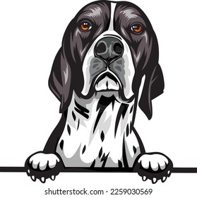 Perros de búsqueda de color de puntero en inglés. Imagen de color de la cabeza de un perro aislado en un fondo blanco. Retrato de perro, ilustración de vector