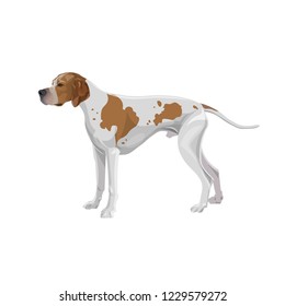 English pointer dog lemon and white coloring. Vector illustration isolated on white background