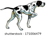 english pointer gun dog breed, side view, illustration isolated on white background