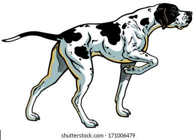 English Pointer Gun Dog Breed, Side View, Illustration Isolated On White Background