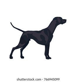 English pointer gun dog breed. Vector illustration isolated on the white background