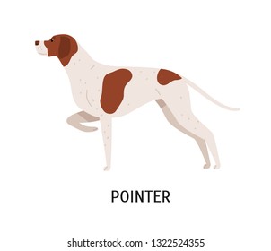 English Pointer. Lovely cute dog or gundog with short-haired coat isolated on white background. Adorable purebred domestic animal or pet of hunting breed. Flat cartoon colorful vector illustration.