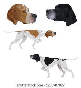 English pointer set. Dogs black and white and lemon and white coloring. Portraits of head. Traditional stance intent on game. Vector illustration isolated on white background