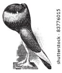 English Pouter, vintage engraved illustration. Trousset encyclopedia (1886 - 1891).