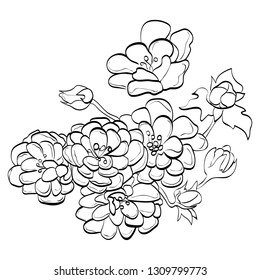 English rose drawing vector