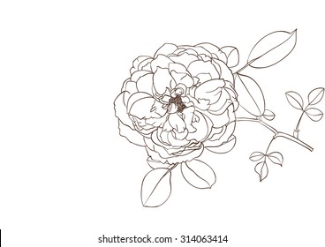 english rose drawing vector