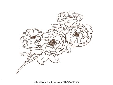 english rose drawing vector