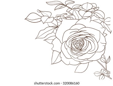 Englisch rose flower drawing vector