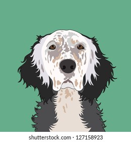 English setter, The buddy dog