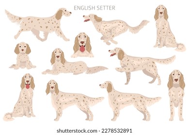 English setter clipart. Different poses, coat colors set.  Vector illustration
