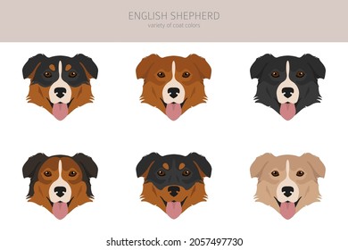 English shepherd clipart. Different poses, coat colors set.  Vector illustration