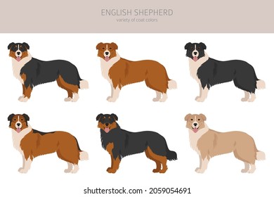 English shepherd clipart. Different poses, coat colors set.  Vector illustration