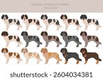 English springer spaniel field bred clipart. Different poses, coat colors set.  Vector illustration