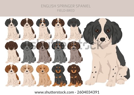English springer spaniel field bred clipart. Different poses, coat colors set.  Vector illustration
