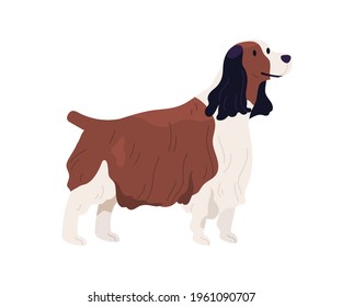 English Springer Spaniel standing with small tail up. Happy Welsh dog with shaggy wavy coat. Friendly purebred doggy. Colored flat vector illustration of pet isolated on white background