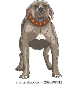 English staffordshire bull terrier isolated on white background.