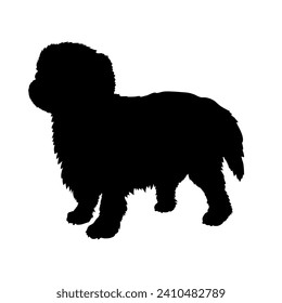 English Toy Spaniel Dog on the move. Dog in different poses. jumps runs. The dog is sitting. The dog is lying down playing